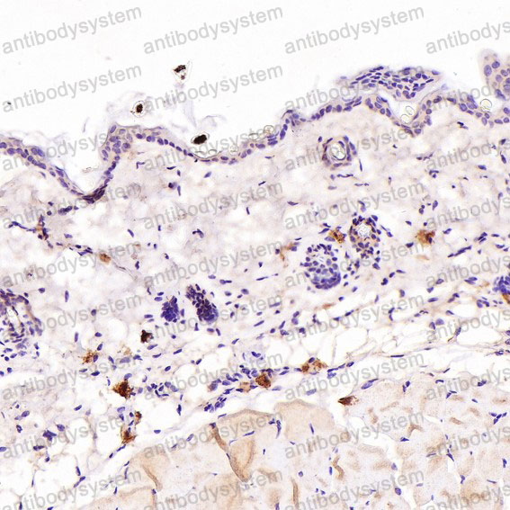 Валидация AntibodySystem RHJ92831