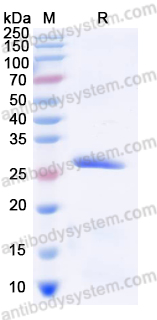 Валидация AntibodySystem YHH12901