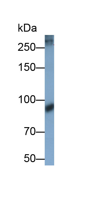 31686