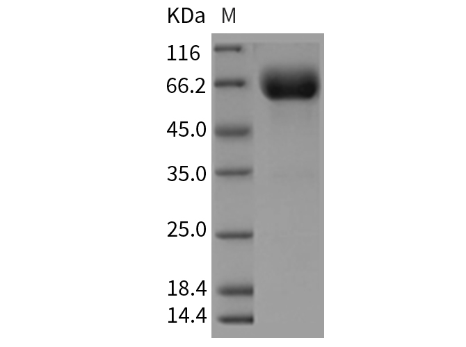 Валидация Elabscience PKSR030393(5730)