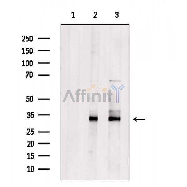 Валидация Affinity DF5206 - 17198