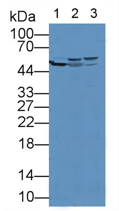 11933