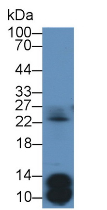 52645