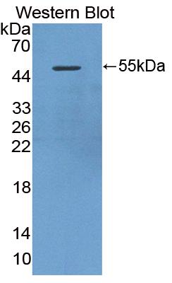 41530