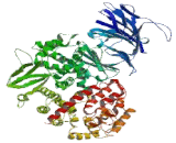Glutamyl Aminopeptidase (GluAP)