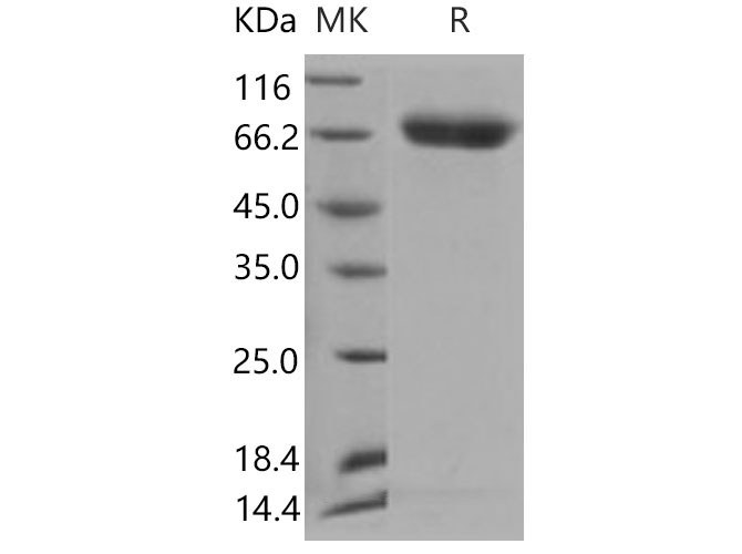 Валидация Elabscience PKSM040854(4811)