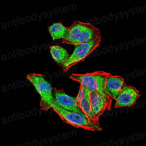 Валидация IF - AntibodySystem RHD12607 (537)