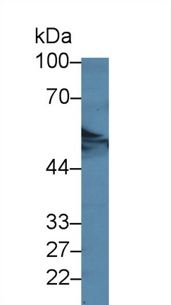 12784