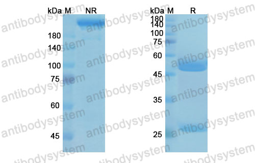 Валидация SDS-PAGE - AntibodySystem DHD72101
