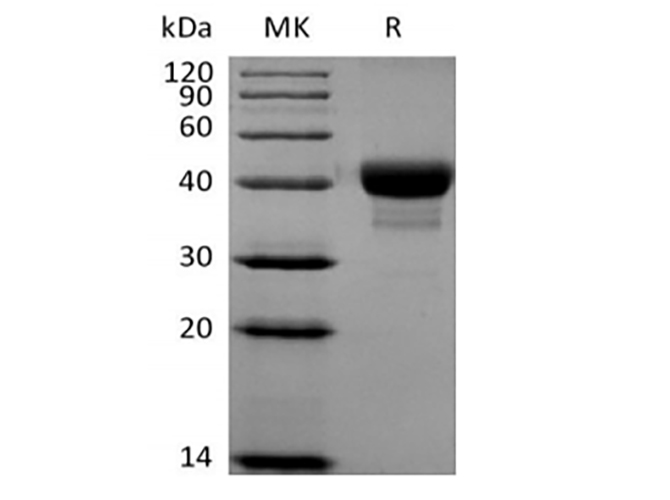 Валидация Elabscience PKSH033863(4098)