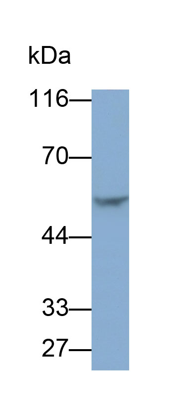 4031