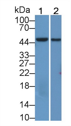 52863