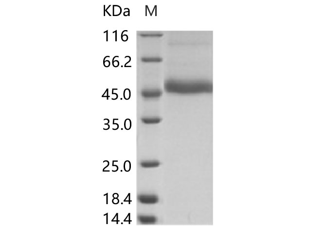 Валидация Elabscience PKSV030129(5906)