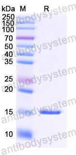 Валидация SDS-PAGE - AntibodySystem RHJ65302