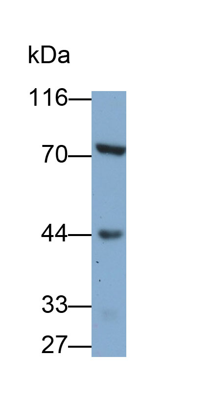 31232