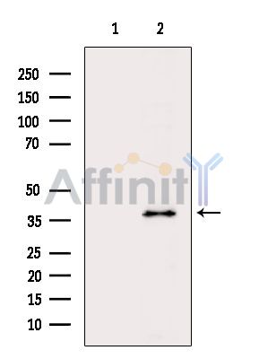 Валидация Affinity DF5086 - 17005