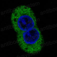 Валидация IF - AntibodySystem RHE92802