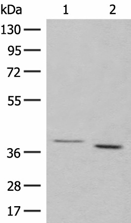 Валидация Elabscience E-AB-17984