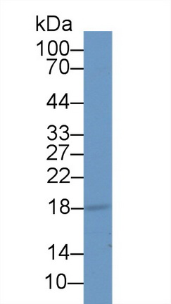 14446