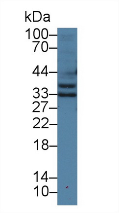 14078