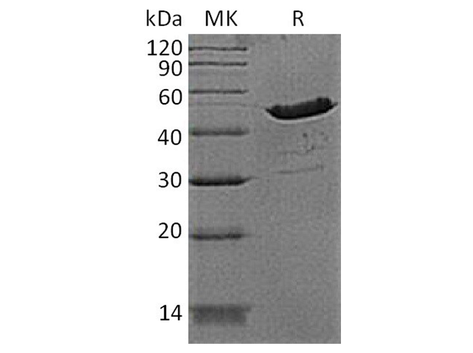 Валидация Elabscience PKSH033708(3987)