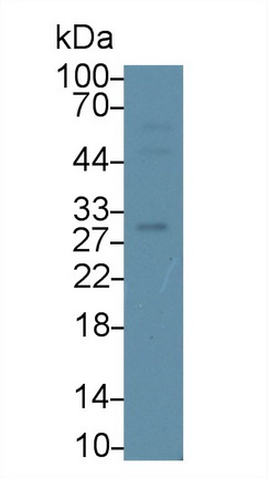 10443