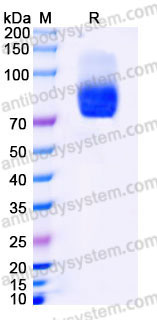 EHB59003, SDS-PAGE