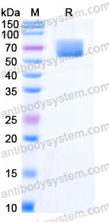 EHB82301, SDS-PAGE