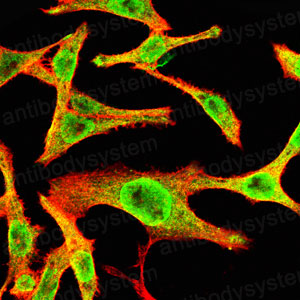 Валидация IF - AntibodySystem RHE46102