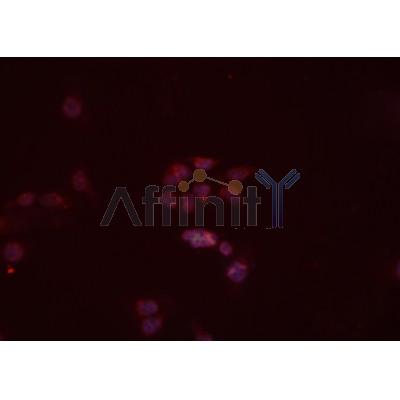 Валидация Affinity DF7187 - 18848