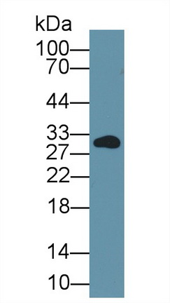 13385