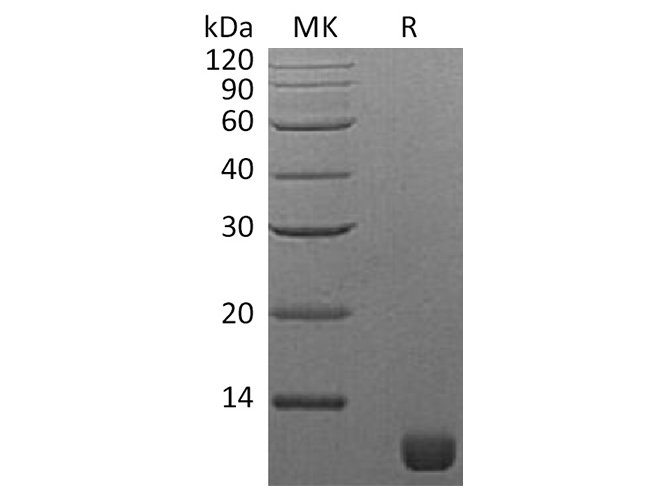 Валидация Elabscience PKSQ050084(5452)