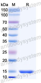 Валидация SDS-PAGE - AntibodySystem RHC93402