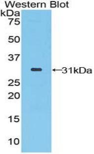 51420