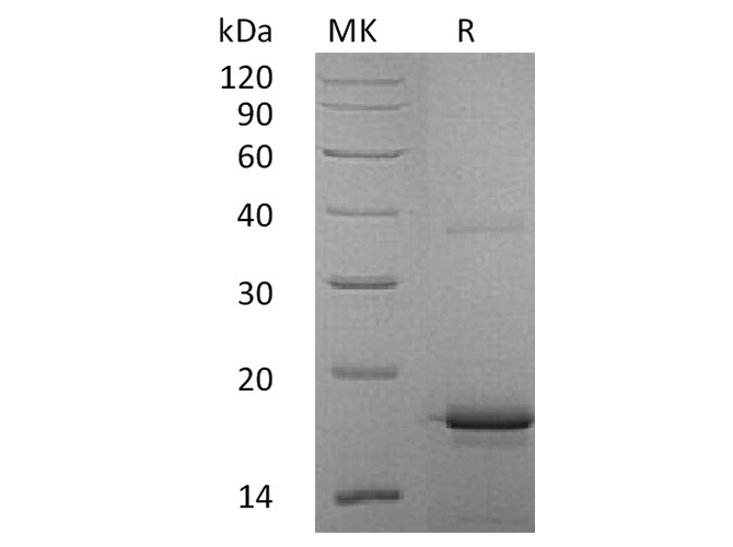 Валидация Elabscience PKSH033616(3902)