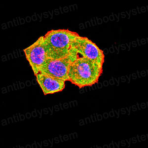 Валидация IF - AntibodySystem RHC91002