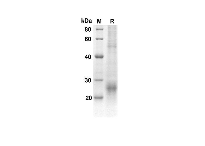 Валидация Elabscience PDMH100250(873)