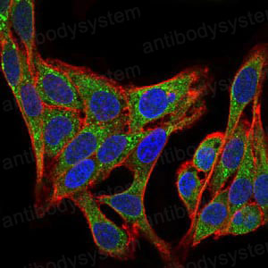 Валидация IF - AntibodySystem RHD75803
