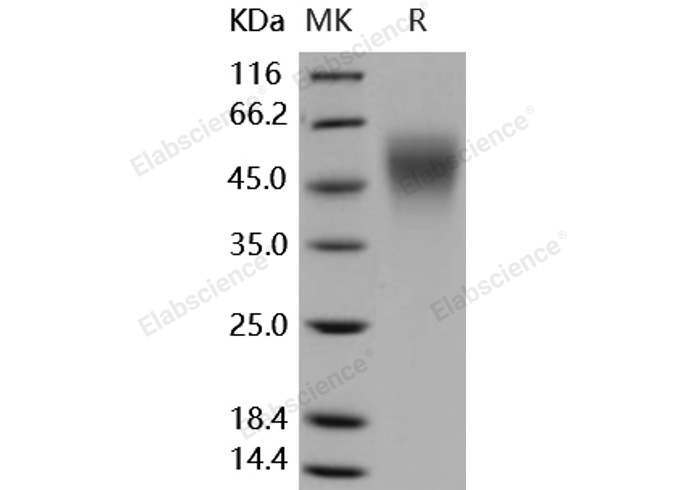 Валидация Elabscience PKSH031677(2323)