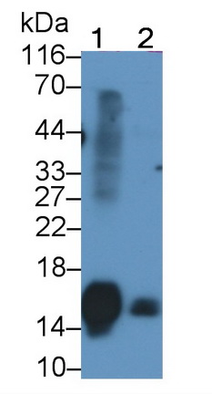 53275