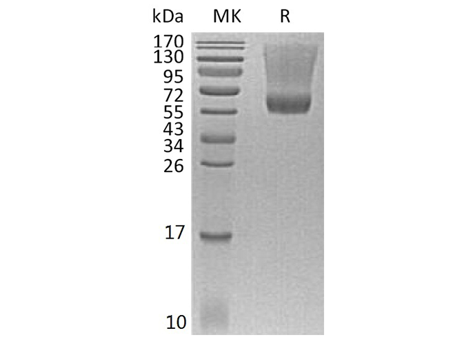 Валидация Elabscience PKSH033540(3840)