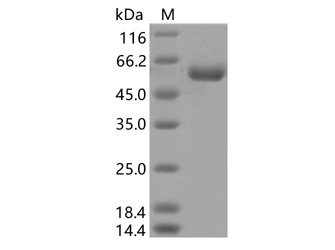 Валидация Elabscience PKSV030372(6110)