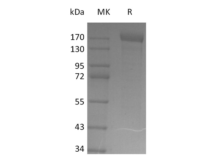 Валидация Elabscience PKSV030390(6124)