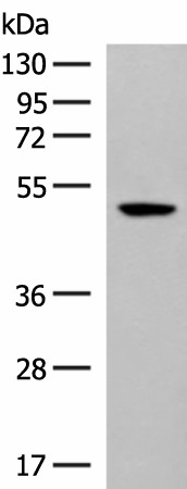 Валидация Elabscience E-AB-18039