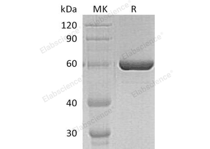 Валидация Elabscience PKSH032947(3340)