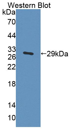 58450