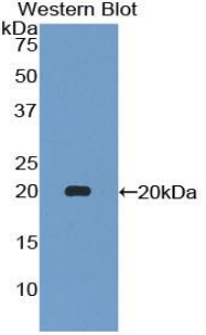 52001