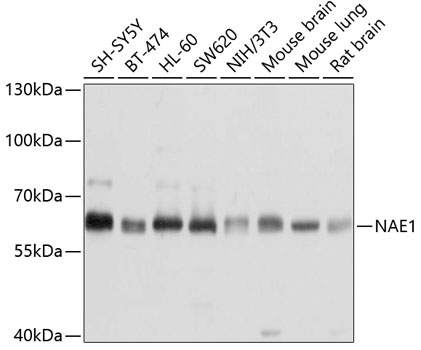 Валидация Elabscience E-AB-63782