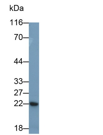 26988