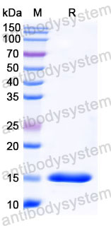Валидация SDS-PAGE - AntibodySystem RHC13905